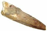 Fossil Spinosaurus Tooth - Real Dinosaur Tooth #276884-1